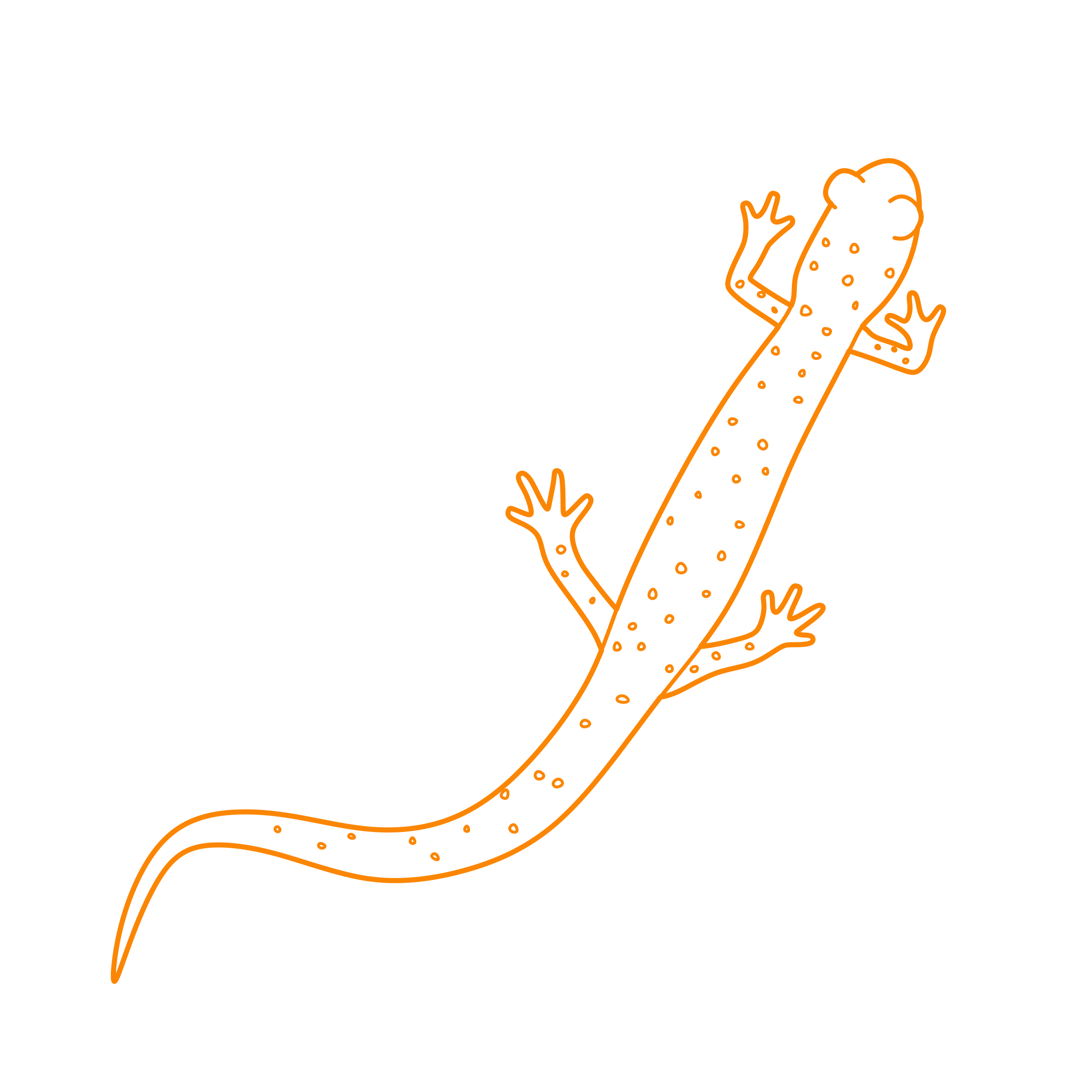 Animals Salamanders Slimy Salamander Outline Drawing Svg Vector Free Vectors